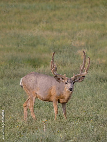 velvet mule deer buck a meadow