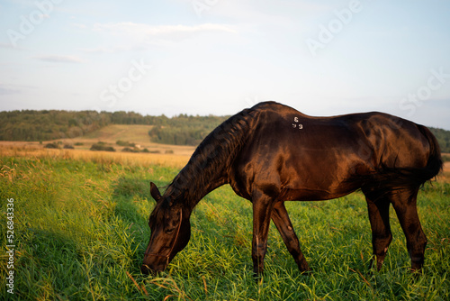 beautiful black horse  grazing at pasture. summer evening