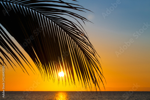 Fototapeta Naklejka Na Ścianę i Meble -  Tropical sunset with palm tree in the Florida Keys. 
