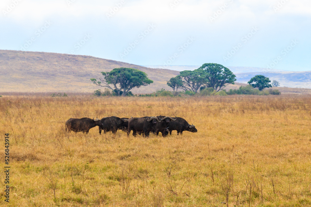 Fototapeta premium Herd of African buffalo or Cape buffalo (Syncerus caffer) in Ngorongoro Crater National Park in Tanzania. Wildlife of Africa