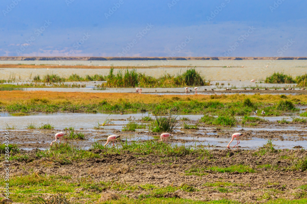 Fototapeta premium Lesser flamingo (Phoeniconaias minor) in Ngorongoro crater national park in Tanzania. Wildlife of Africa