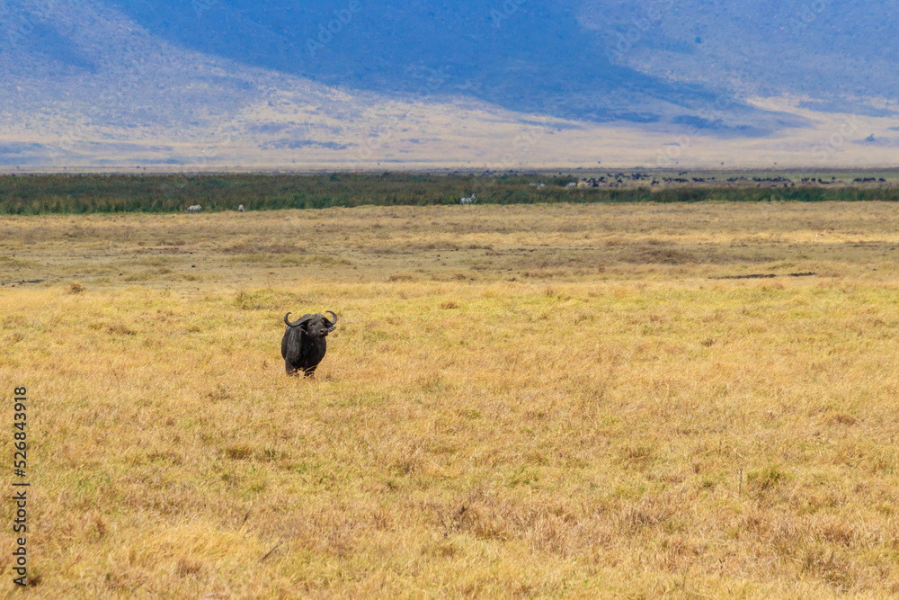 Obraz premium African buffalo or Cape buffalo (Syncerus caffer) in Ngorongoro Crater National Park in Tanzania. Wildlife of Africa