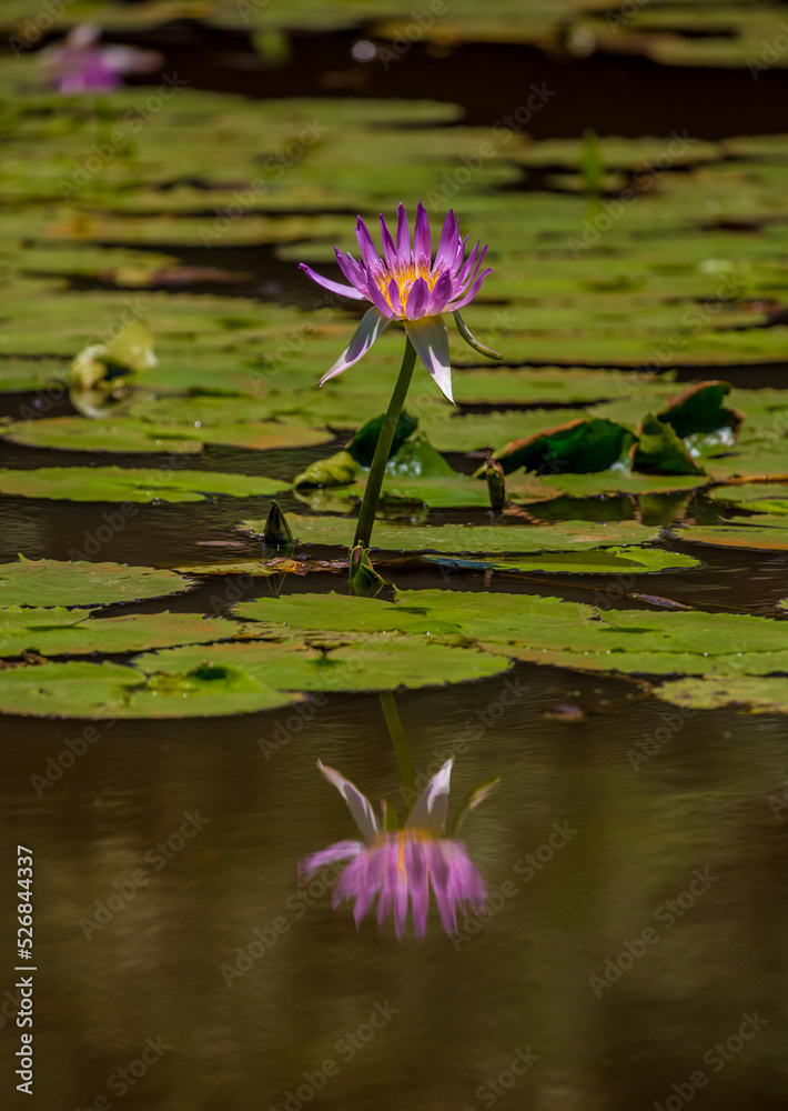 Water lily in the pond Tropical nature, jungle lanshavt, tourism, tropical island, Seychelles Water lily in the pond Tropical nature, jungle lanshavt, tourism, tropical island, Seychelles