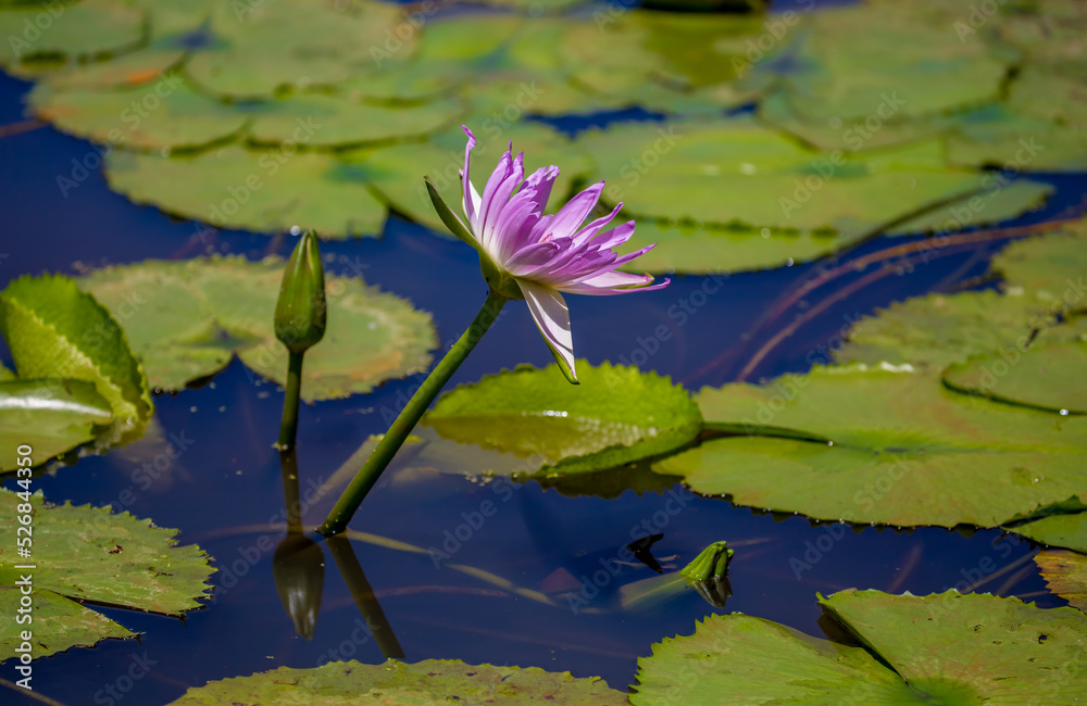 Water lily in the pond Tropical nature, jungle lanshavt, tourism, tropical island, Seychelles Water lily in the pond Tropical nature, jungle lanshavt, tourism, tropical island, Seychelles