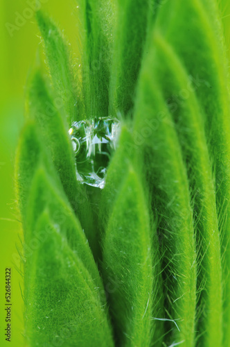 Dew drop inside green leaf.