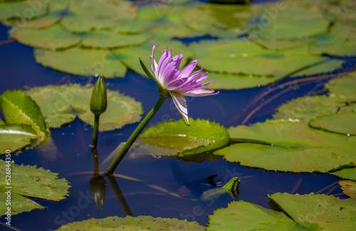 Water lily in the pond Tropical nature  jungle lanshavt  tourism  tropical island  Seychelles