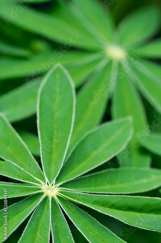 Green fresh leavs nice blurry background.