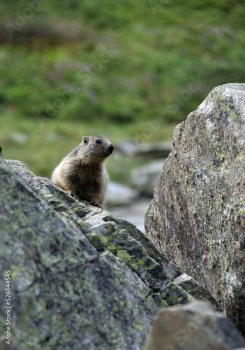 Marmotte