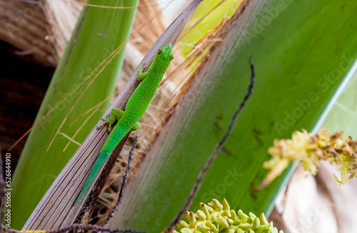 Lizard on Palm Leaves Tropical Background Sun Light Holiday Travel Design Space Palm Trees Branches Landscape Indonesia Seychelles Philippines Travel Island Relax Sea Ocean. green felzuma photo