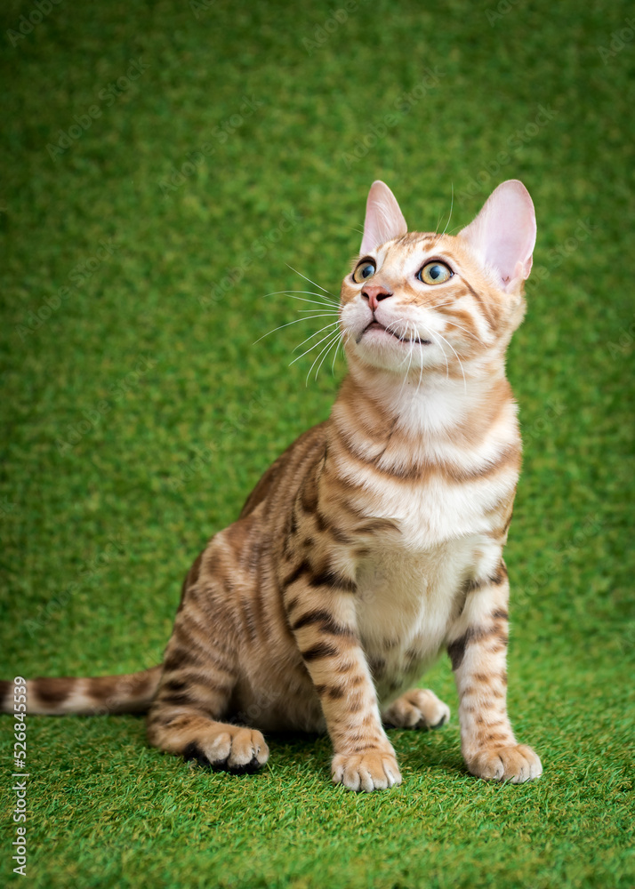 Beautiful spotted cat with an expressive look sits on a green background