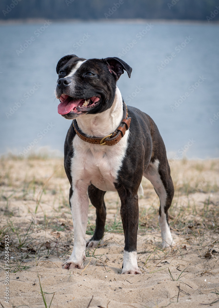 Smiling dog frolicking on the beach. Staffordshire bull terrier