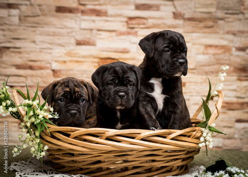 Fotografie Cute puppies sit in a basket of flowers against a stone wall