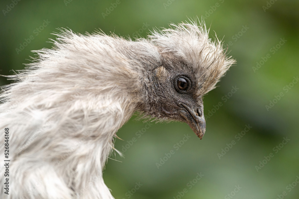 Portrait of a white free-range silky fowl hen in summer outdoors, poultry breed Portrait of a white free-range silky fowl hen in summer outdoors, poultry breed