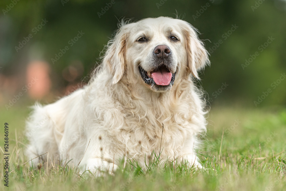Portrait of a golden retriever dog lying down in grass of a meadow in summer outdoors Portrait of a golden retriever dog lying down in grass of a meadow in summer outdoors