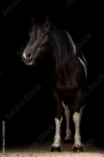 Portrait of a barockpinto horse mare in front of black background