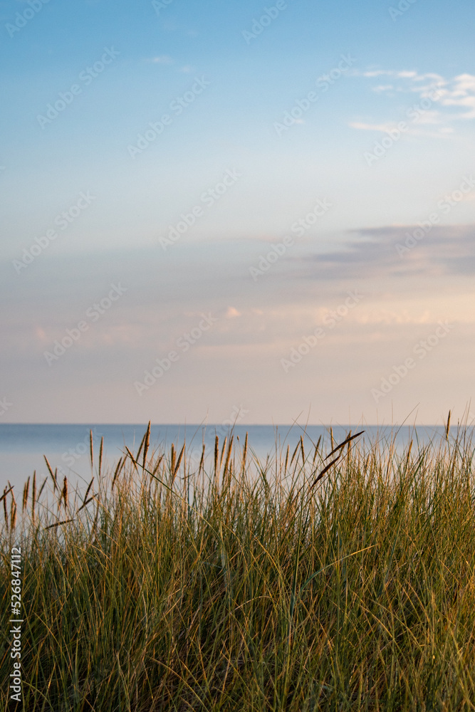reeds at sunset reeds at sunset