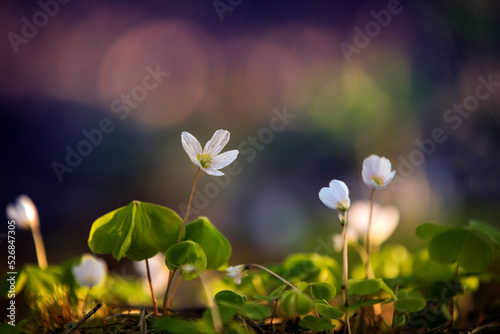 kwiaty, zawilce rosnące w lesie © Zbigniew