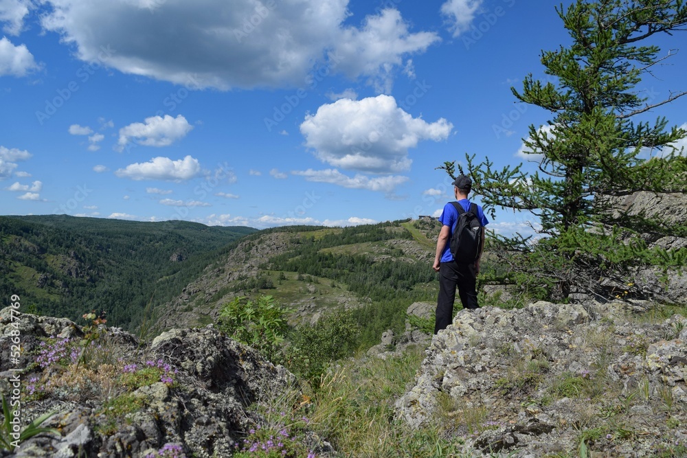 A man with a black backpack stands by a larch tree and looks at a mountain gorge on a summer day