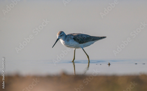 Marsh Sandpiper (Tringa stagnatilis) is a common bird in the wetlands of Diyarbakir Tigris Valley. It lives in Asia, Europe and Africa. photo