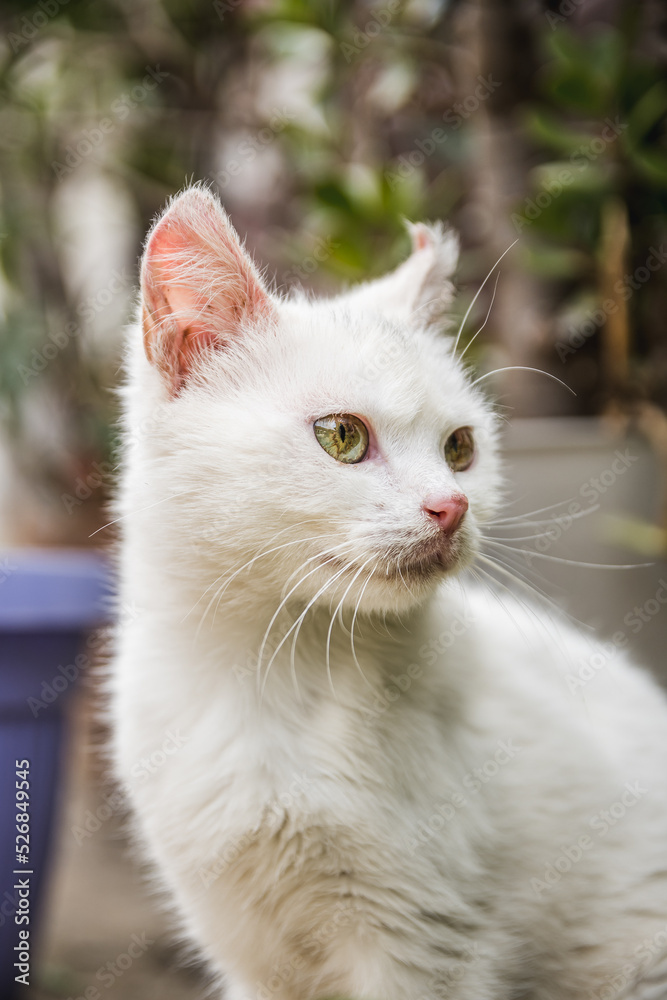 Portrait of a white domestic cat