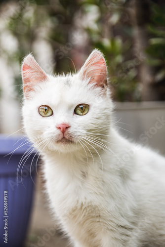 Portrait of a white domestic cat © Branimir