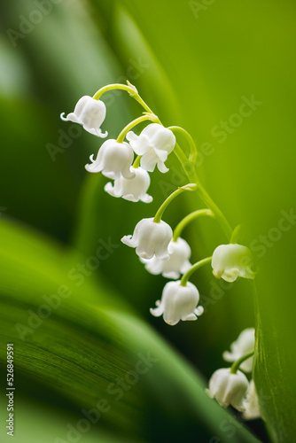 Close-up shot of lily of the valley