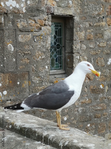 A seagull on a wall of an old church. photo