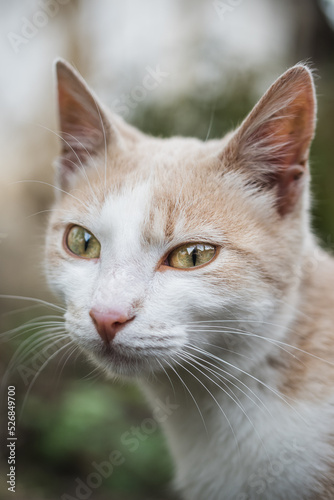 Portrait of a domestic cat © Branimir