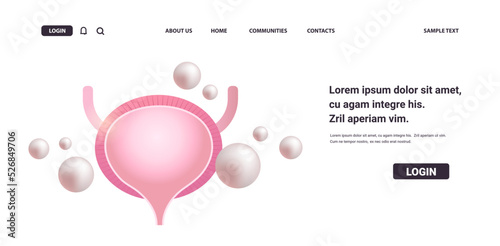 urinary bladder human internal organ anatomy healthcare medical concept horizontal