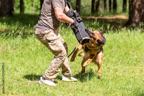 German Shepherd attacking dog handler during aggression training.