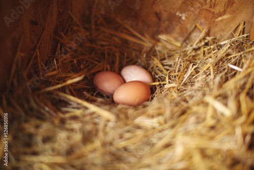 Chicken eggs in a nesting box on a small farm in Ontario, Canada.
