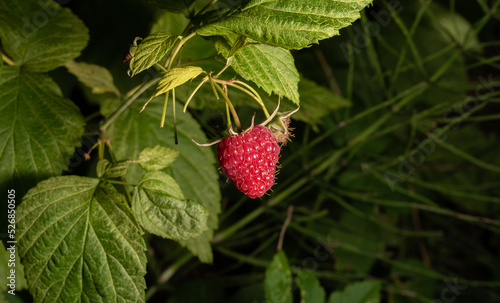 Raspberry, red fruit in close-up. Ripe raspberry isolated on a dark background. Details of the fruit.
