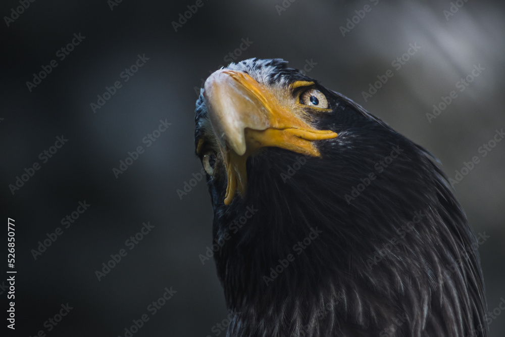 Portrait of an eagle in the zoo