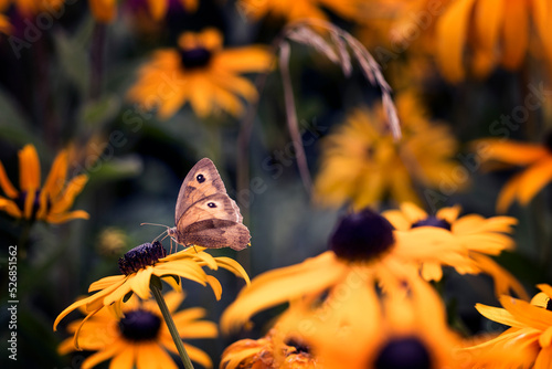 motyl zapylający kwiat