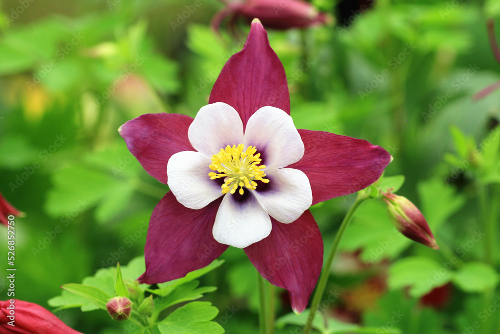 blooming colorful Columbine flower,close-up of red with white columbine flower in full bloom in the garden
blooming colorful Columbine flower,close-up of red with white columbine flower in full bloom in the garden