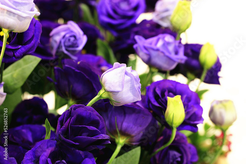 purple with blue Roses and buds close-up of colorful roses blooming in the garden with white background