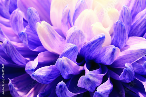 Fototapeta Naklejka Na Ścianę i Meble -  Macro shot,blooming Chrysanthemum flower,close-up of blue with purple flower blooming in the garden