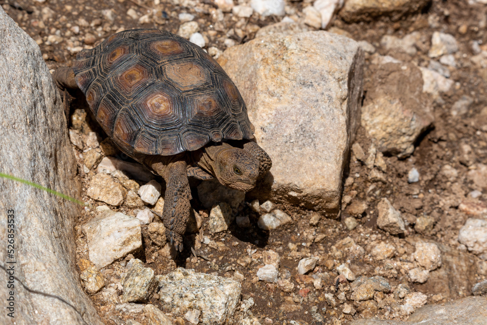 Obraz premium Desert tortoise, Gopherus agassizii, walking through the Sonoran Desert foraging for food and perhaps a mate. A large reptile in natural habitat. Pima County, Oro Valley, Arizona, USA.