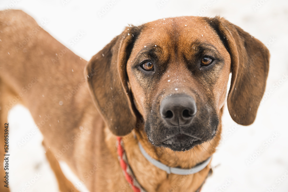Portrait of a beautiful brown dog on a snowy day