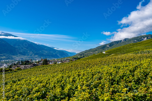 Obraz na plátně Panoramic view over the vineyards - Sierre, Switzerland