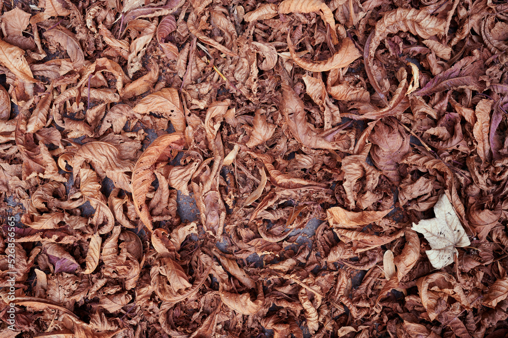 downward view of red brown fallen leaves on ground
