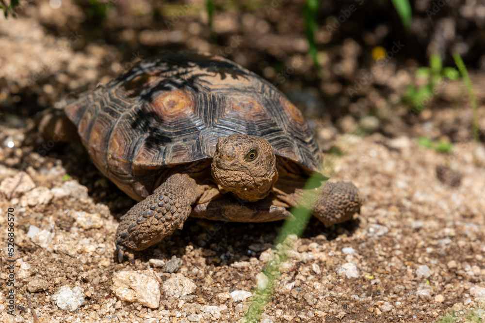 Desert tortoise, Gopherus agassizii, walking through the Sonoran Desert foraging for food and perhaps a mate. A large reptile in natural habitat. Pima County, Oro Valley, Arizona, USA. Desert tortoise, Gopherus agassizii, walking through the Sonoran Desert foraging for food and perhaps a mate. A large reptile in natural habitat. Pima County, Oro Valley, Arizona, USA.