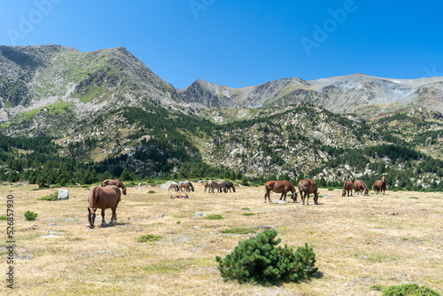 eds chevaux éparpillés dans un plaine sèche au pied d'une chaine montagneuse