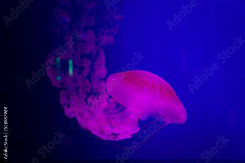 The Purple-striped Jellyfish On blue background. chrysaora plocamia. South American Sea Nettle. From the Pacific coast of Pent, south along Chile's coast to Berra del Fuego, and north from Uruguay