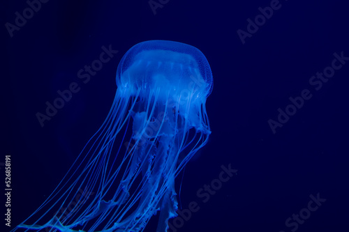 The Blue Jellyfish On a blue background Chrysaora lactea