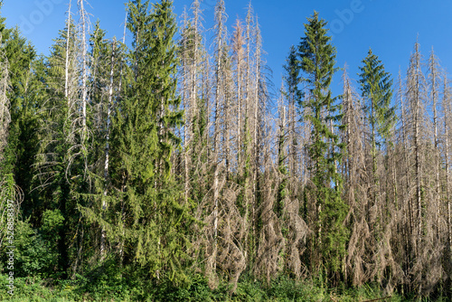 des arbres morts de sècheresse au milieu de la fôret