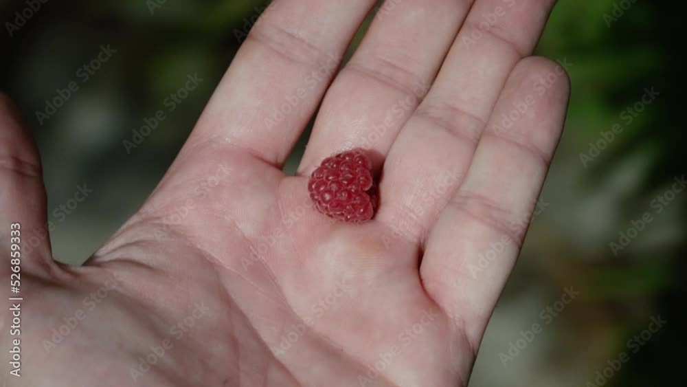 raspberry in the hand in the sun and in the shade