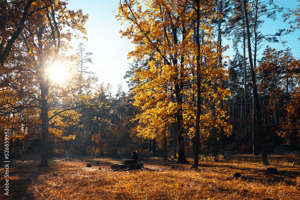 Fototapeta premium Autumn landscape beautiful colored trees in the forest, glowing in sunlight. wonderful picturesque background. color in nature. gorgeous view. Amazing nature landscape..