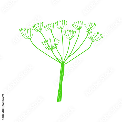 Dill Plants illustration. Hand drawn Dill illustration. Detailed fennel organic product sketch. 