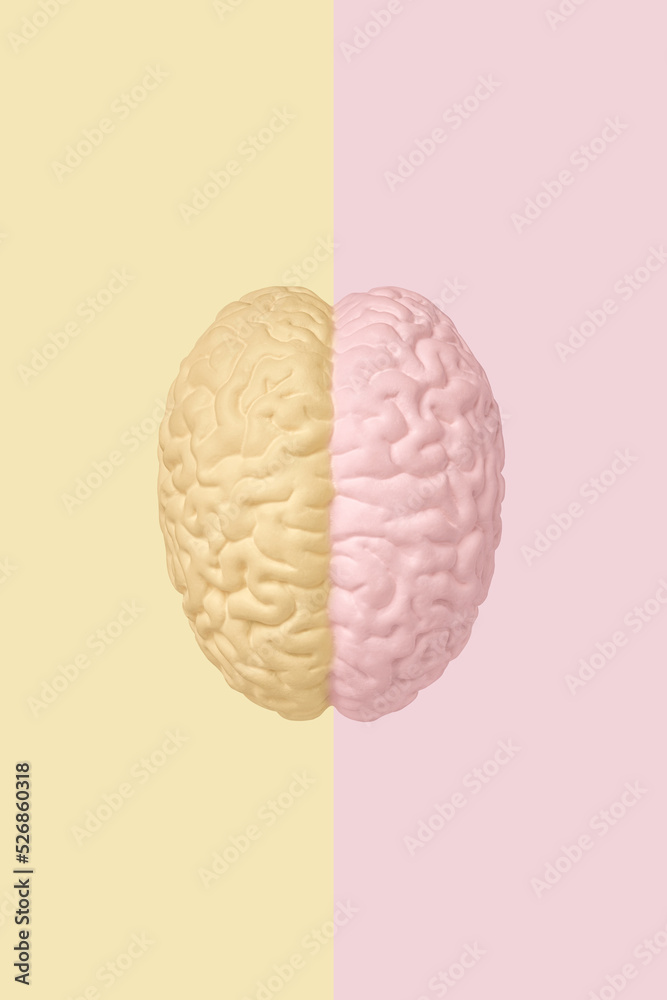 The division into the left and right hemispheres of the human brain, top view of the brain model. The concept of lateralization, functional specialization of human brain The division into the left and right hemispheres of the human brain, top view of the brain model. The concept of lateralization, functional specialization of human brain